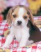 beagle-pup-print-c10054590